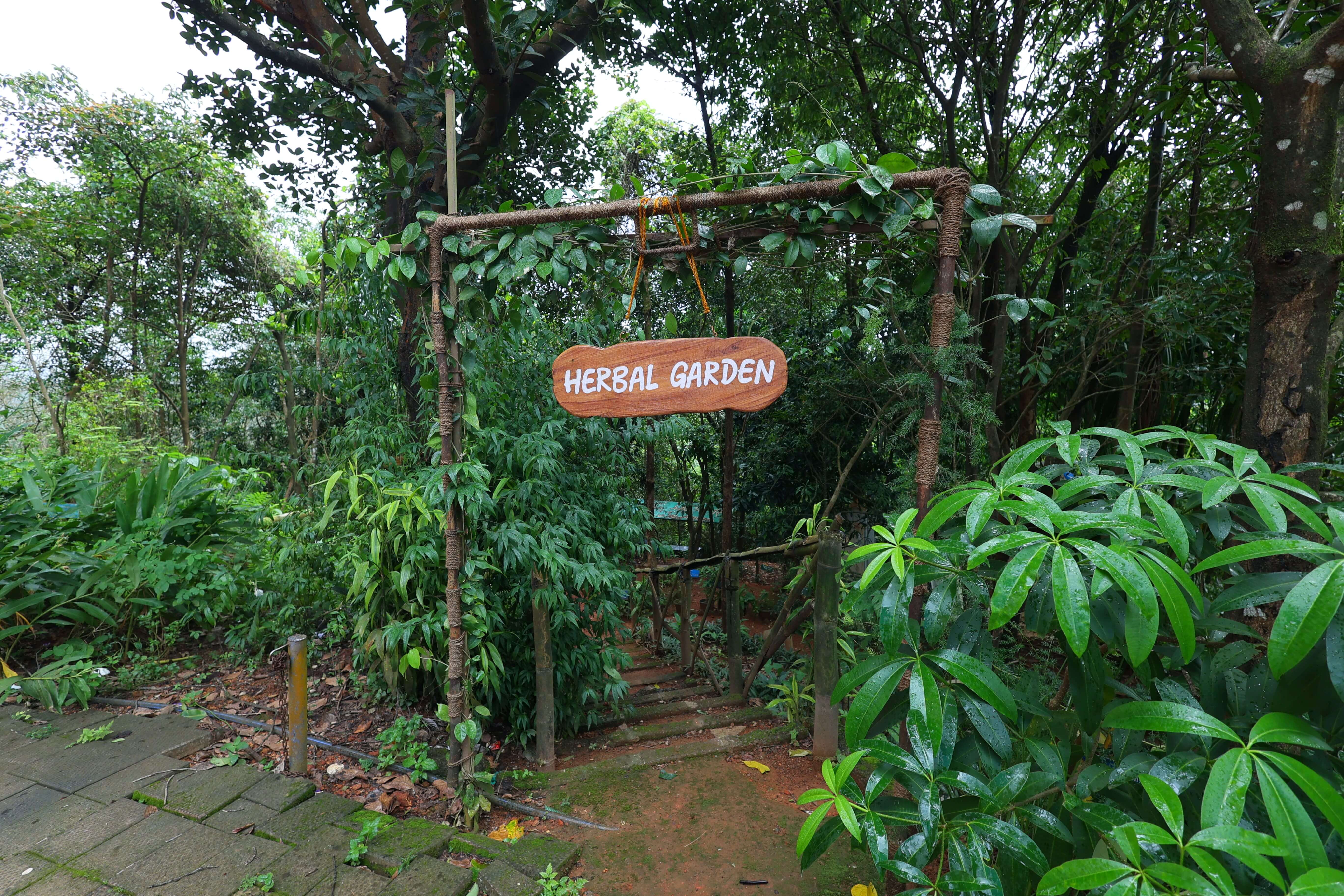 Healing Herbs Section