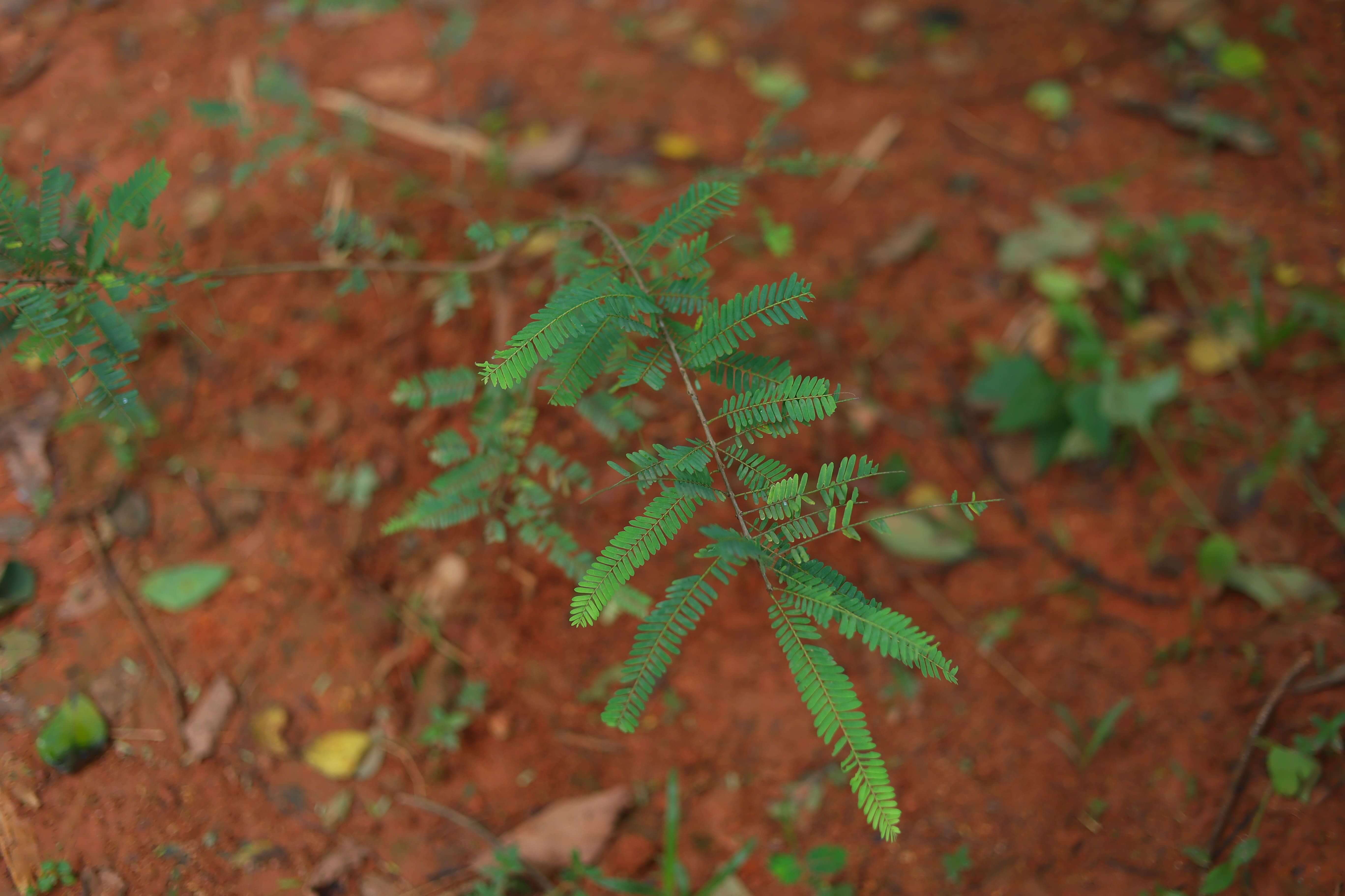 Aromatic Plants