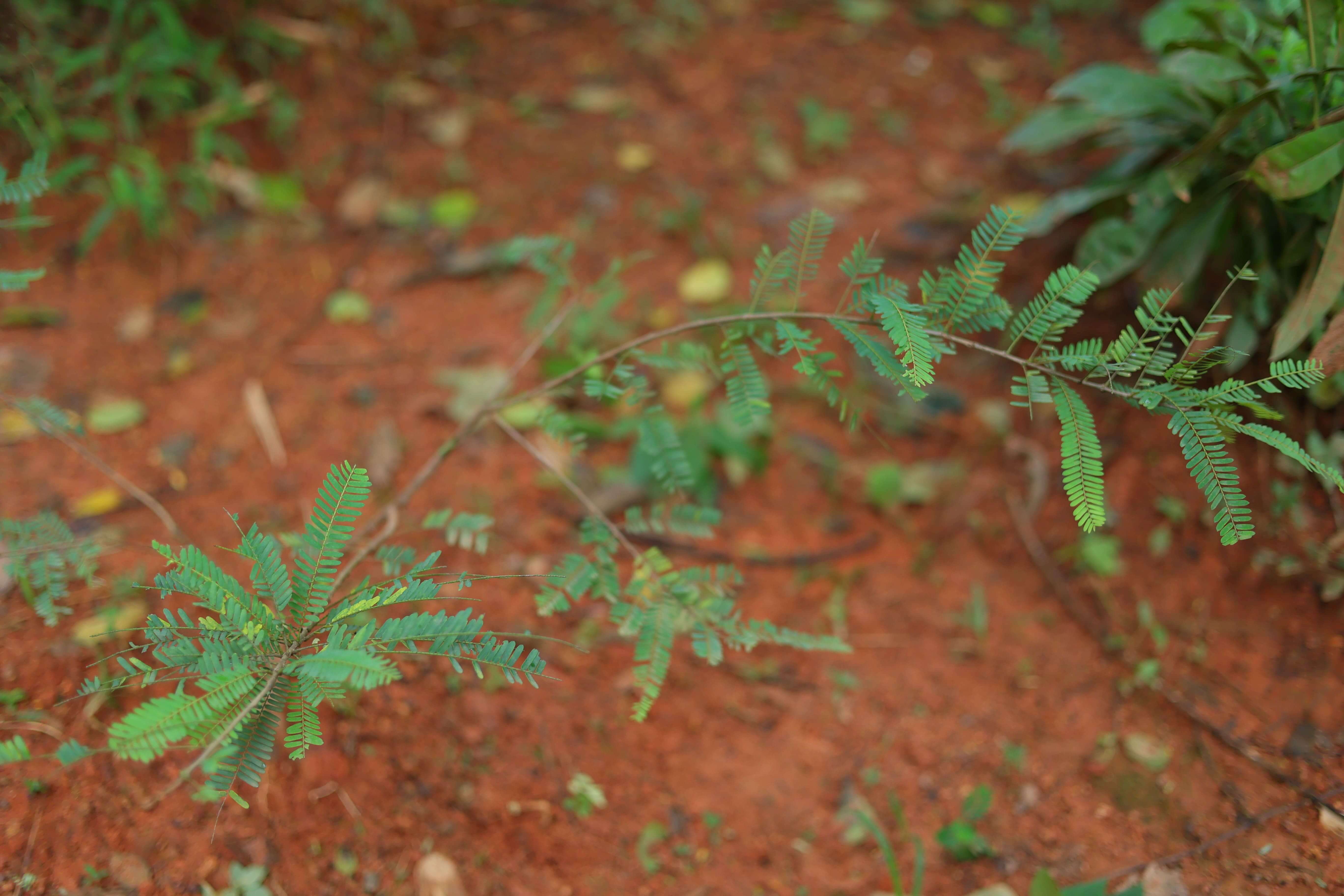 Traditional Remedies