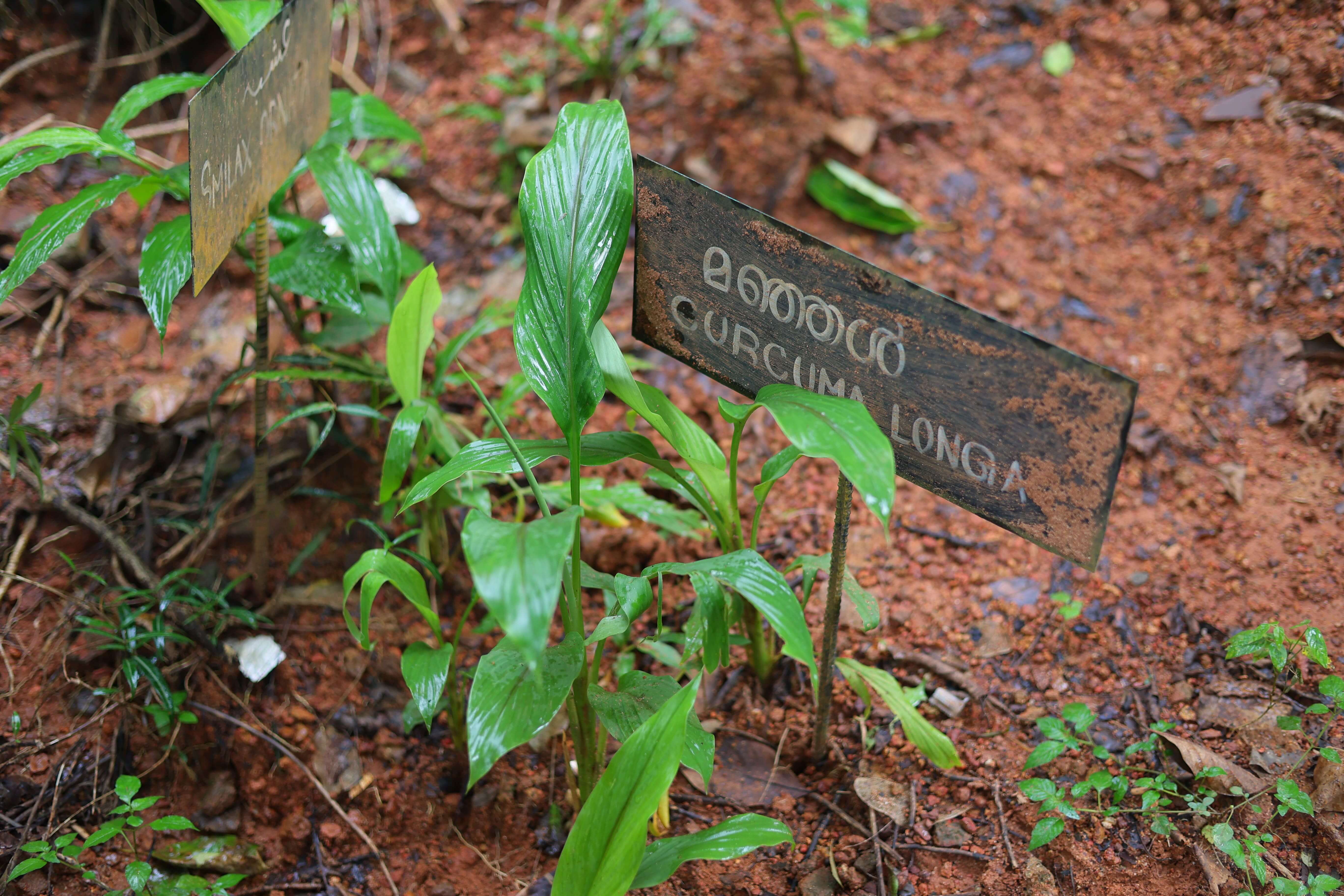 Garden Pathways